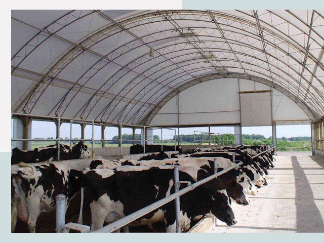 Тентовые коровники в Ломоносове